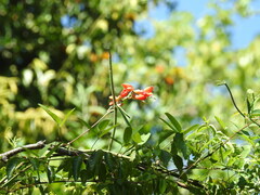 Camptosema rubicundum