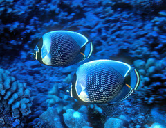 Chaetodon reticulatus