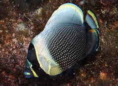 Chaetodon reticulatus