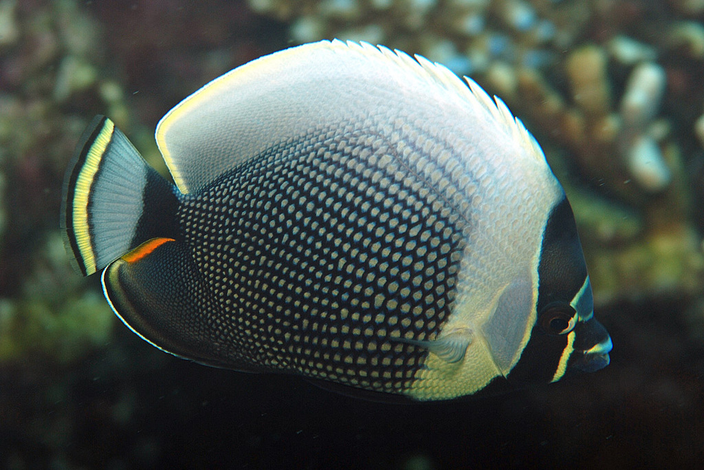 Mailed butterflyfish (Chaetodon reticulatus) — Chaetodontidae