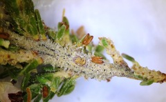 Erica paniculata