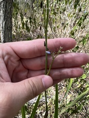 Dianella brevipedunculata