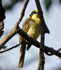 Lichenostomus melanops