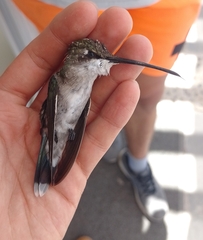 Heliomaster furcifer