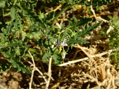 Solanum triflorum