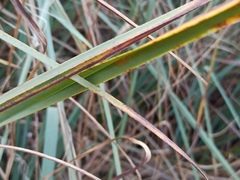 Cladium mariscus