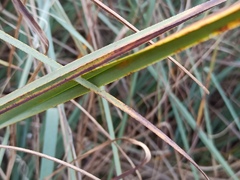 Cladium mariscus