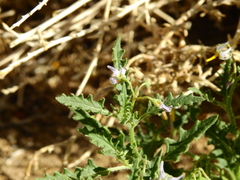 Solanum triflorum