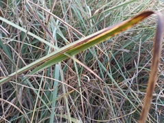 Cladium mariscus