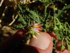 Solanum triflorum