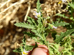 Solanum triflorum