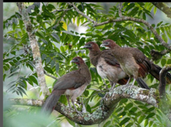 Ortalis erythroptera