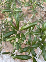 Quercus geminata