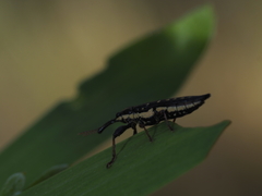 Rhinotia lineata