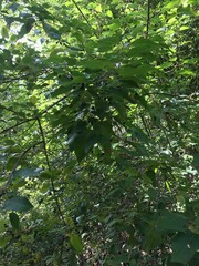 Aristotelia chilensis