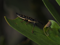 Rhinotia lineata