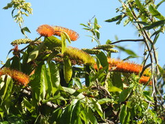 Combretum fruticosum