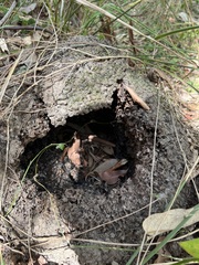 Tachyglossus aculeatus