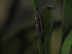 Rhinotia lineata