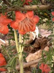 Caiophora chuquitensis