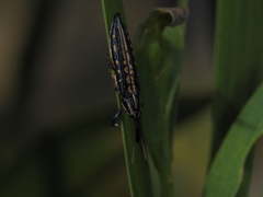 Rhinotia lineata