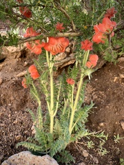 Caiophora chuquitensis