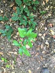 Lardizabala biternata