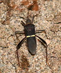 Phthia lunata
