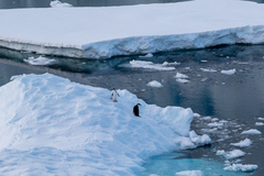 Pygoscelis antarcticus