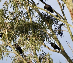 Corvus coronoides coronoides