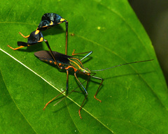 Diactor bilineatus