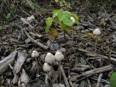 Coprinopsis marcescibilis