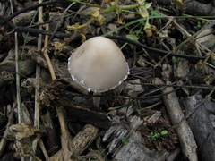 Coprinopsis marcescibilis