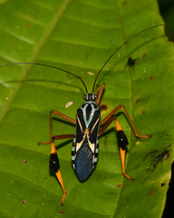 Stenoscelidea cibriana