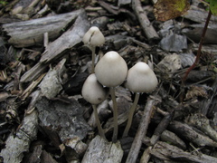 Coprinopsis marcescibilis