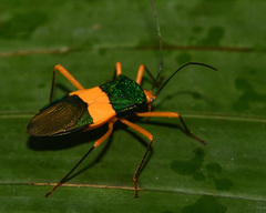Paryphes flavocinctus