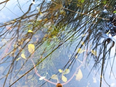 Ranunculus trichophyllus