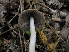 Coprinopsis marcescibilis