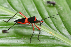 Phthiarella decorata