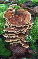Phaeolus schweinitzii