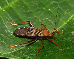 Nematopus