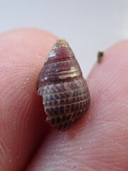 Prothalotia pulcherrima