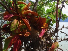 Puccinia magellanica