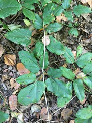 Lardizabala biternata