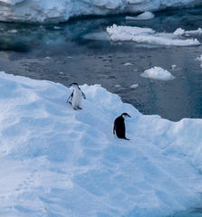 Pygoscelis antarcticus