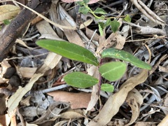 Eremophila debilis