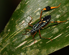 Stenoscelidea cibriana