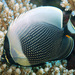Reticulate Butterflyfish - Photo (c) uwkwaj, some rights reserved (CC BY-NC), uploaded by uwkwaj