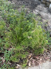 Cyperus prolifer