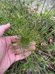 Cyperus prolifer
